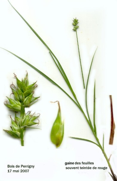Carex disticha