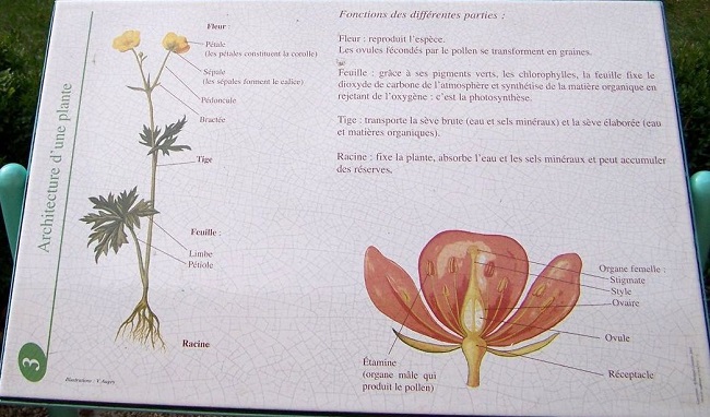 B A BA Botanique Dijon Fleurs Sauvages De L Yonne FLSVY Et D 