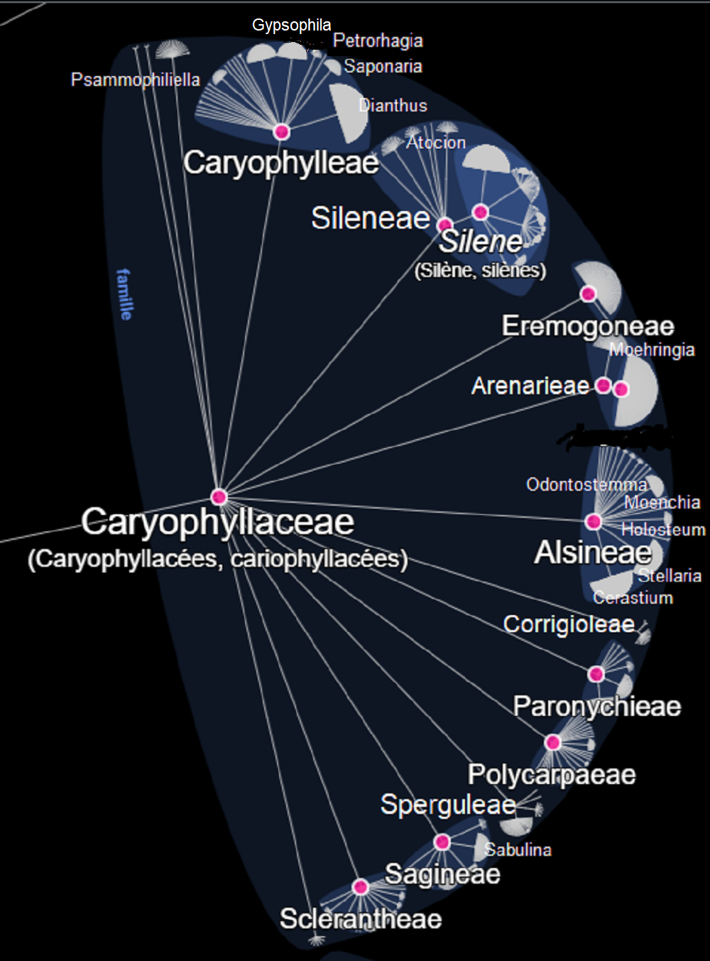 Caryophyllaceae © Lifemap