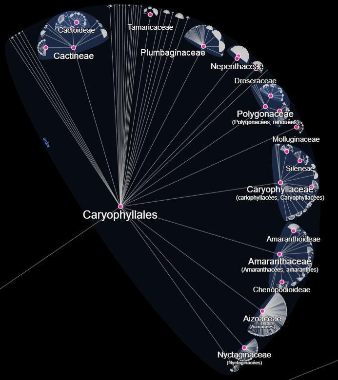 Caryophyllales © Lifemap