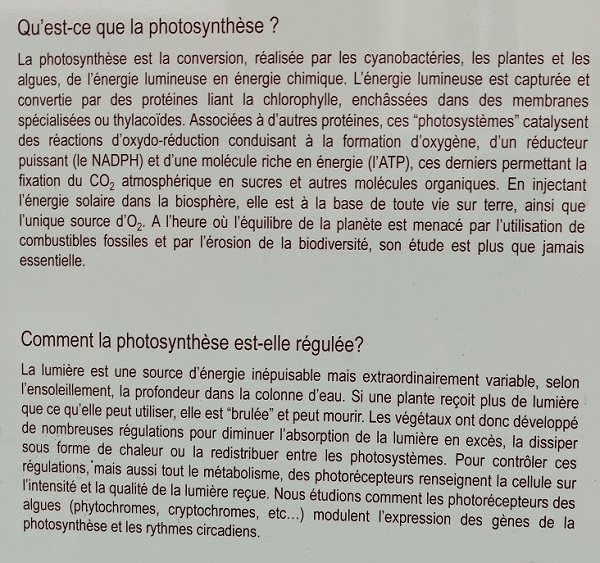 Photosynthèse et sa régulation