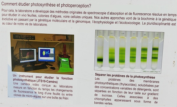 Comment étudier photosynthèse et photoperception ?