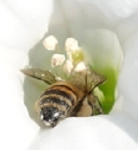 Une abeille butinant le matin