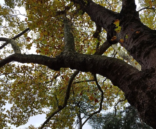 Platanus x hispanica