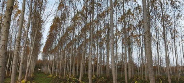Populus sp