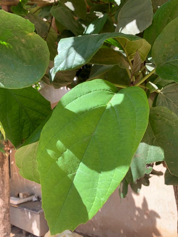 Cordia sebestena, feuilles