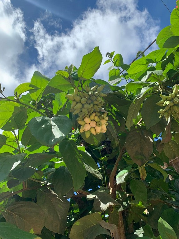 Cordia sebestena, fruits