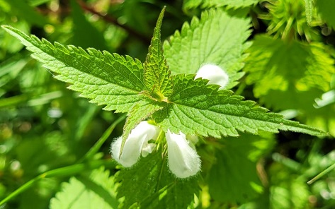 Lamium album, feuilles