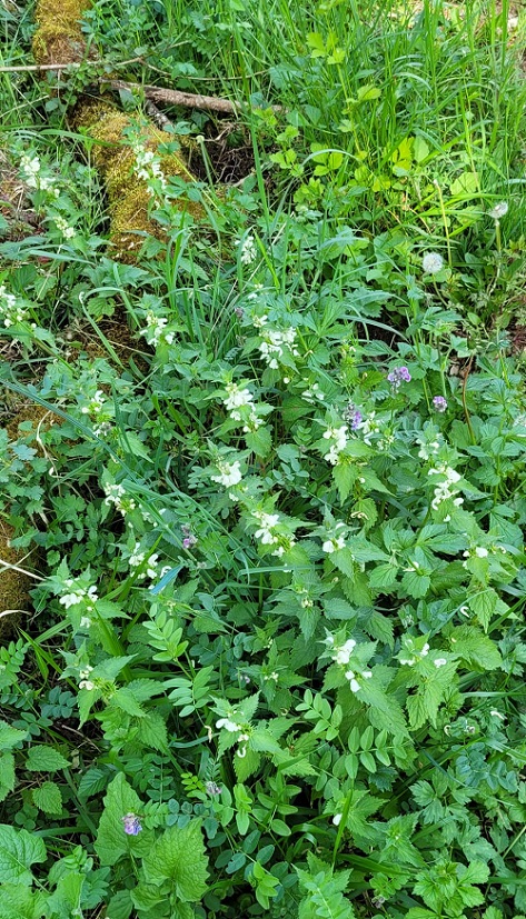 Lamium album, colonie