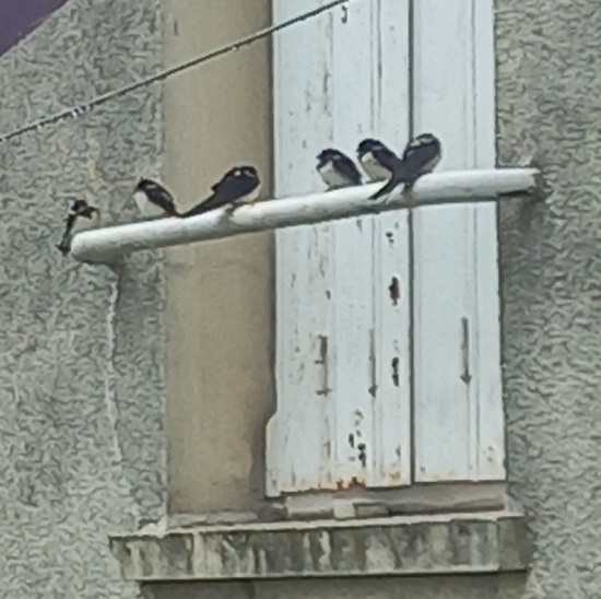 Hirondelles