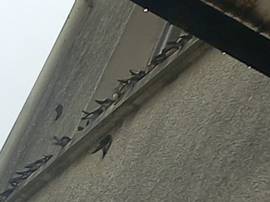 Hirondelles