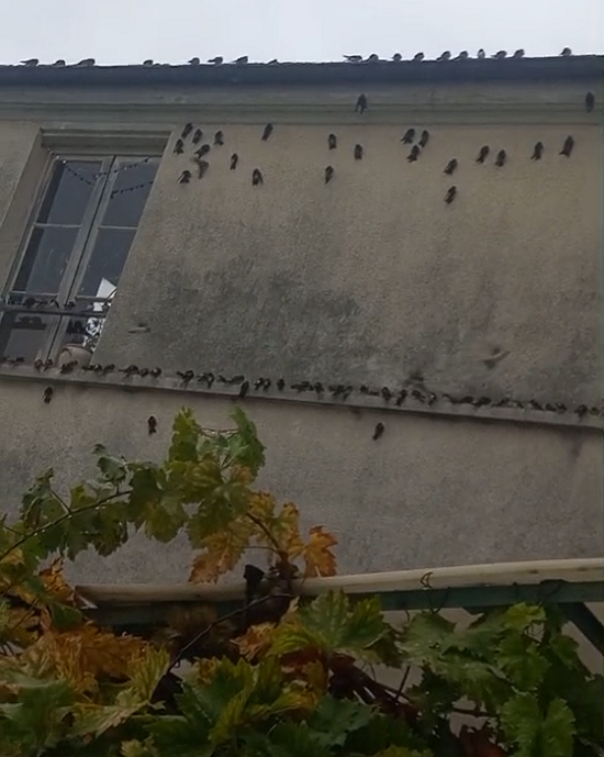 Repos des hirondelles pendant leur migration