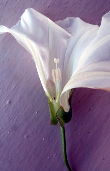 Calystegia sepium, étamines et stigmates