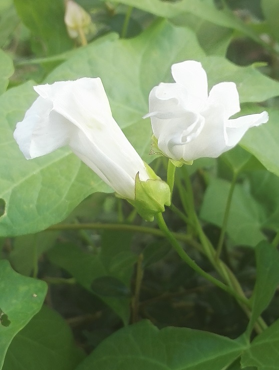 Calystegia sepium, fleurs dans la soirée