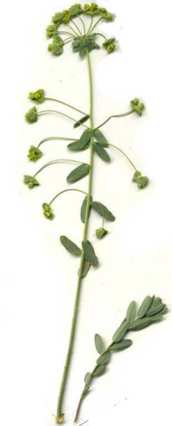 Euphorbia esula subsp. esula
