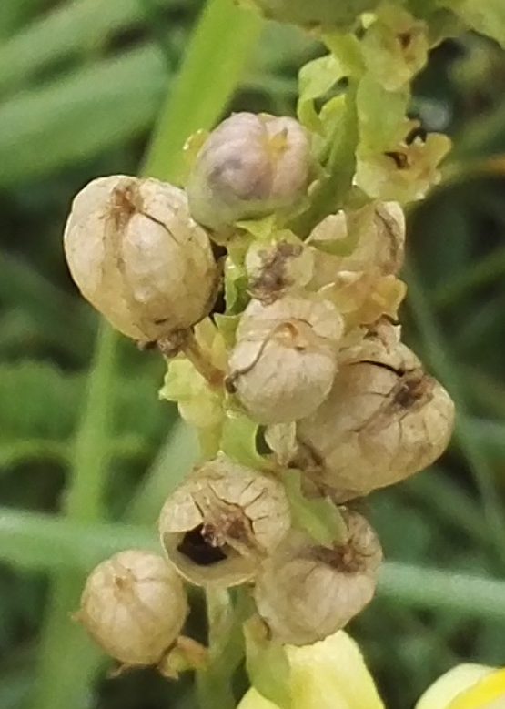 Linaria vulgaris, capsules à maturité