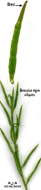 Siliques de Mutarda nigra
