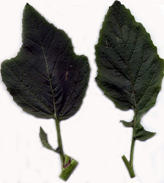 Feuilles basales de Mutarda nigra