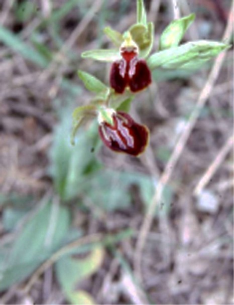 Ophrys aranifera