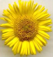 Pulicaria dysenterica