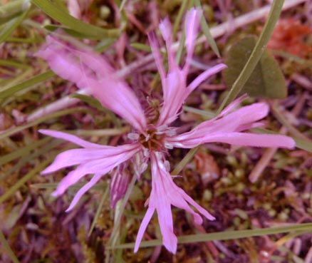 Silene flos-cuculi (L.) Greuter & Burdet, 1982