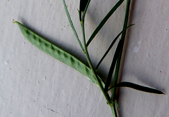 Vicia segetalis, gousse encore verte