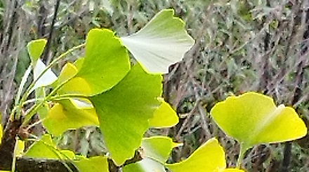 Ginkgo biloba, feuilles bilobées à nervation dichotome