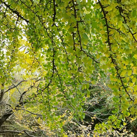 Ginkgo biloba, feuilles bilobées à nervation dichotome