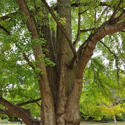 Ginkgo biloba, tronc et ses excroissances