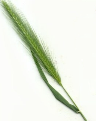 Hordeum murinum