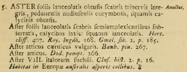 Aster amellus, Species Plantarum de Linné