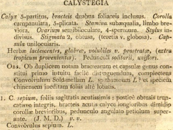 Calystegia sepium, description de Robert Brown