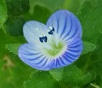 anthères de Veronica sp