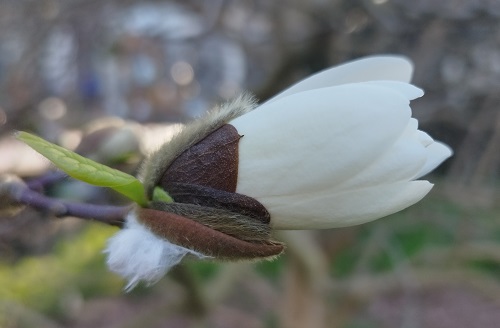 Magnolia stellata