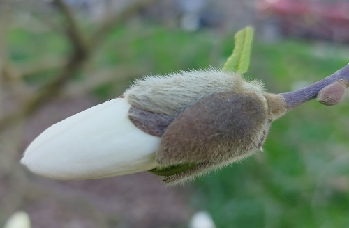 Magnolia stellata