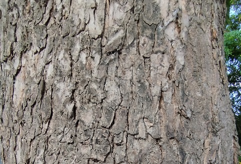 Aesculus hippocastanum, écorce