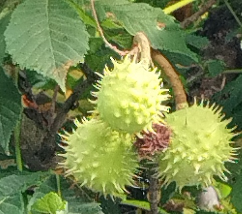 Aesculus hippocastanum, ses fruits : marrons d'Inde
