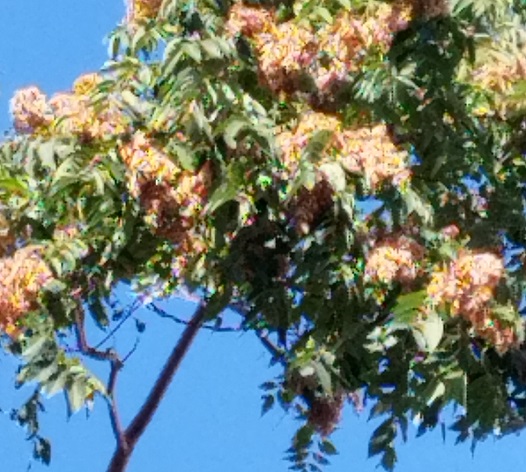 Ailanthus altissima