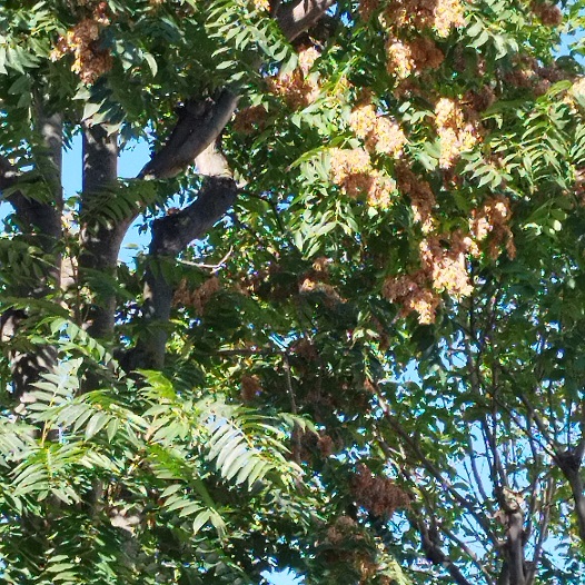 Ailanthus altissima