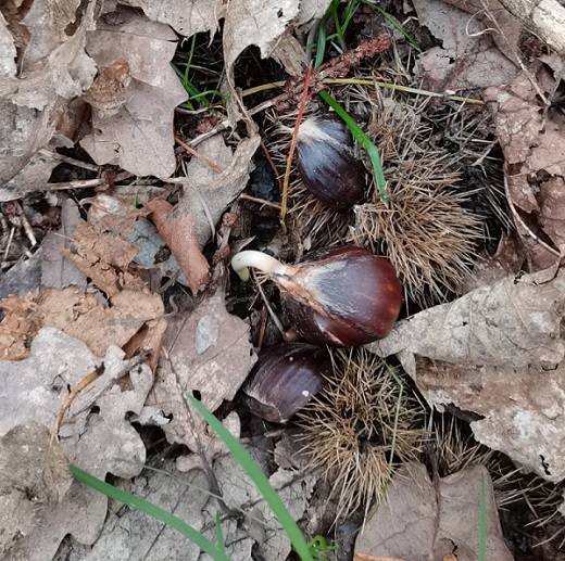 Castanea sativa, bogue et châtaigne germant