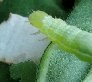Chenille de la plusie chalcite