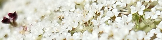 Daucus carota, fleurettes rougeâtres