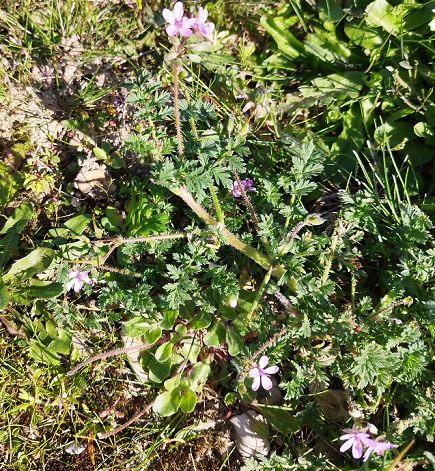 Erodium cicutarium