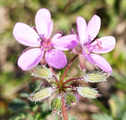 Erodium cicutarium, sépales velus