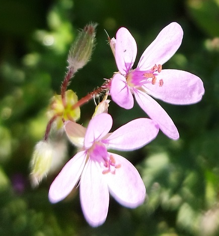 Erodium cicutarium
