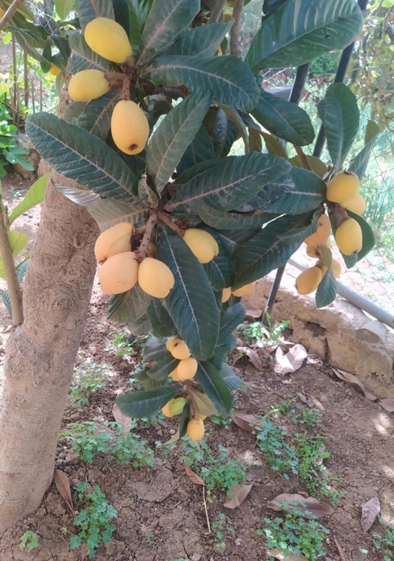 Eryobotrya japonica : feuilles et fruits