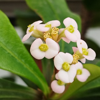 Euphorbia lophogona, fleurs