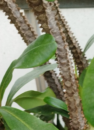Euphorbia lophogona, tiges