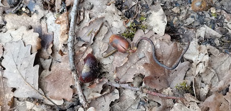 Gland germant de Quercus robur