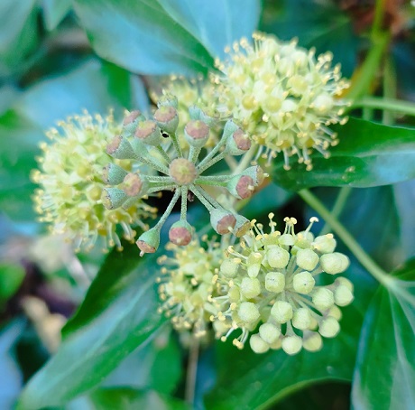 Hedera helix, grappe d'ombelles